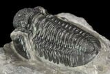 Detailed Gerastos Trilobite Fossil - Morocco #126210-4
